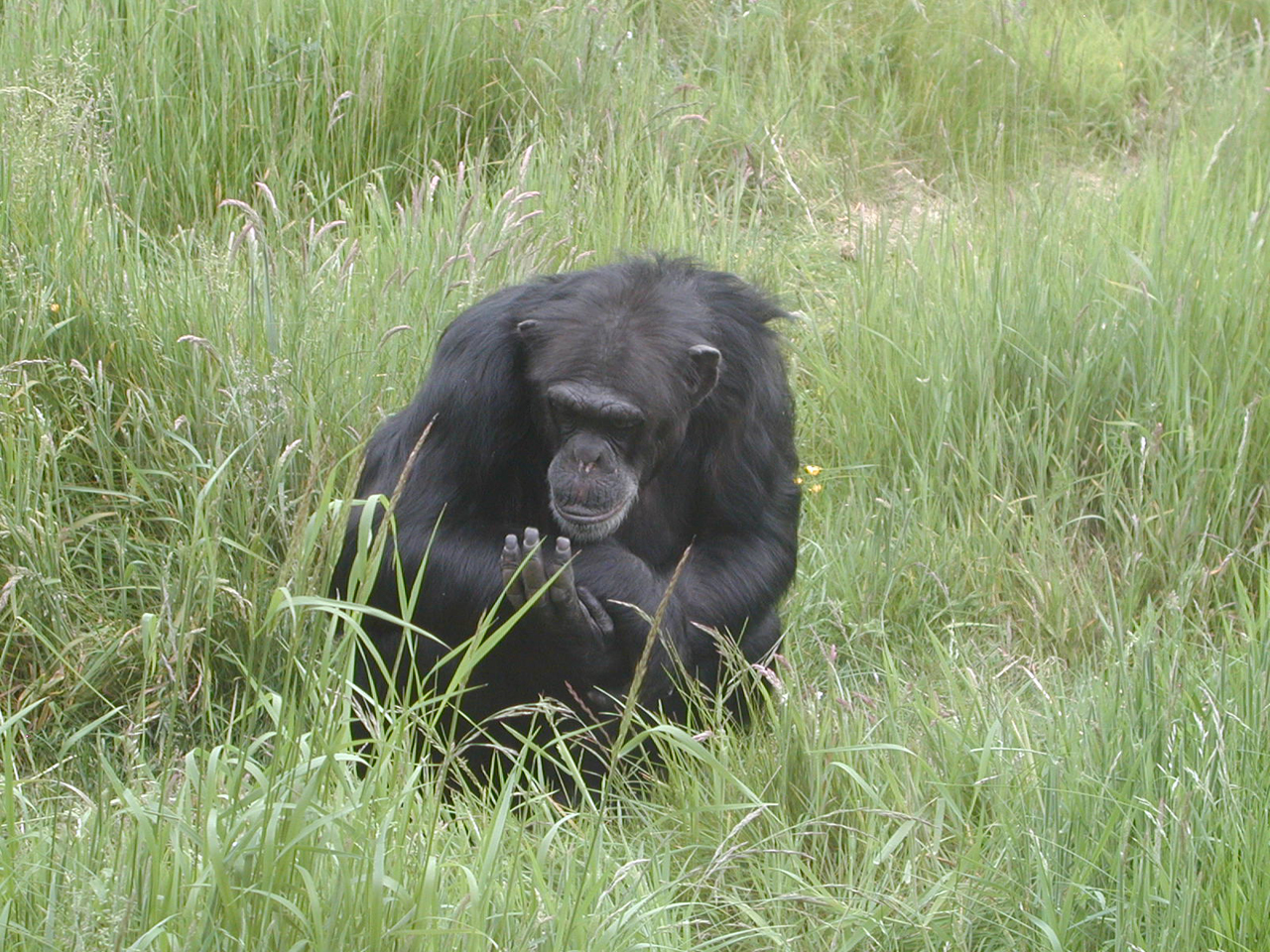 Common Chimpanzee