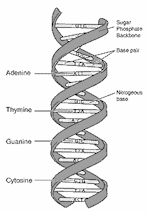 Double Helix