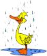 Duck clipart