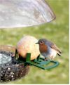 Bird Feeder