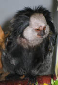 geoffroys marmoset