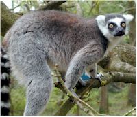 Lemur