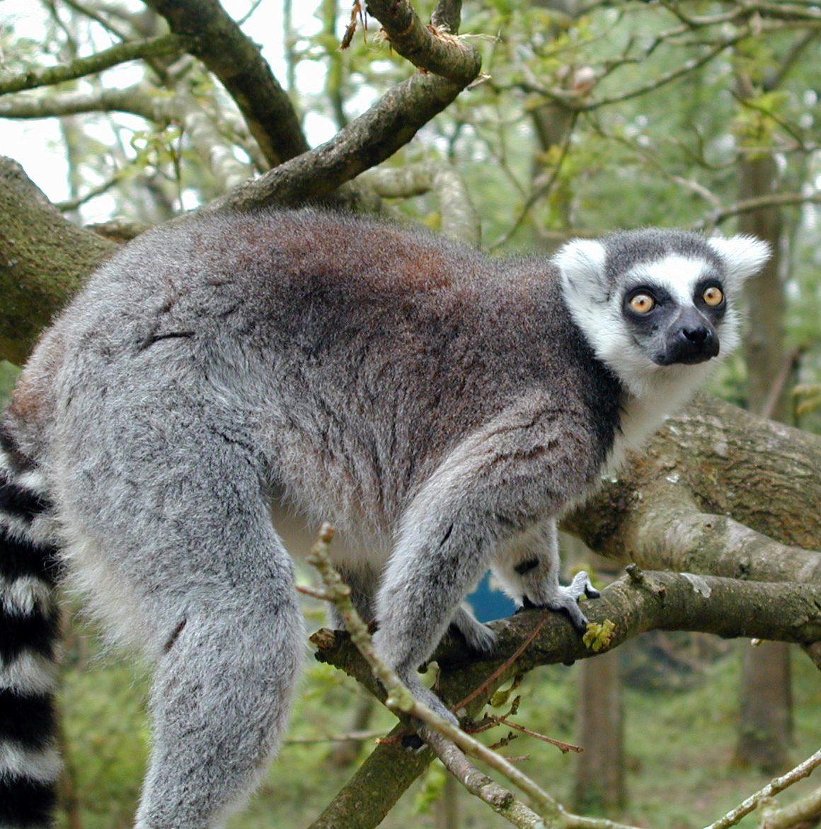 Lemur