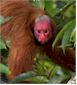 Red Uakari