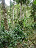 Finca Esperanza Verde