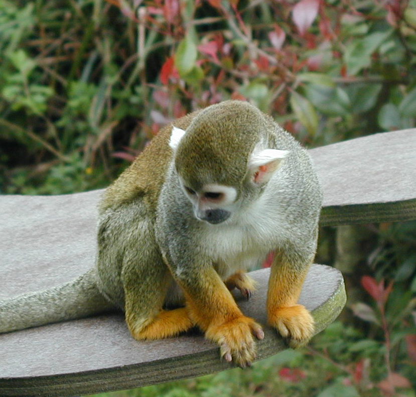 Squirrel Monkey